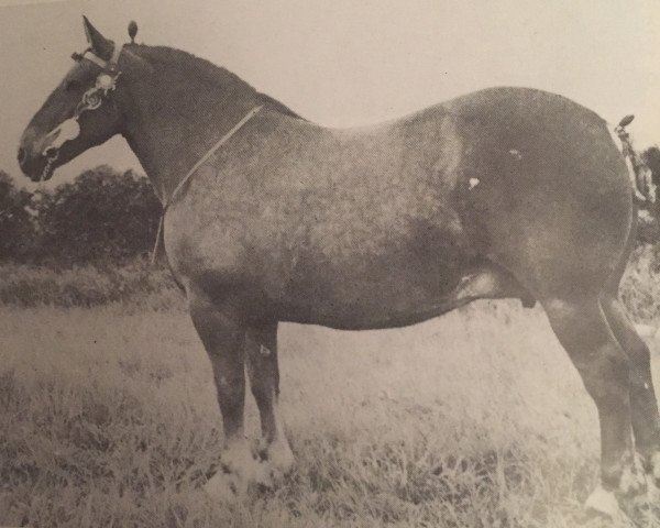 broodmare Rowhedge Myrtle (Suffolk Punch,  , from Wratting Commander John)