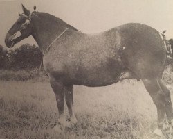 Zuchtstute Rowhedge Myrtle (Suffolk Punch,  , von Wratting Commander John)