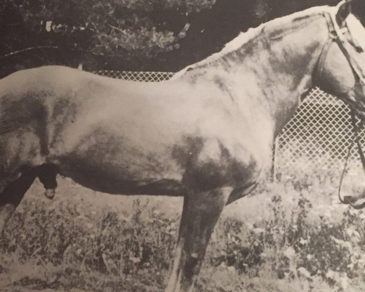 stallion Uskoton 6166 (Finnish workhorse, 1954, from Eri-Reipas 4826)