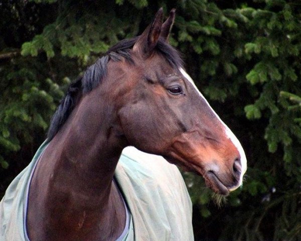 horse Spocky (Zangersheide riding horse, 1995, from Dux)