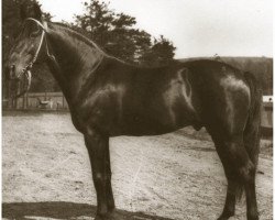 Deckhengst Bingen 29567 (US) (Amerikanischer Traber, 1893, von May King 10272 (US))