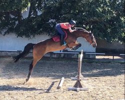 horse Queen Quidam (Holsteiner, 2006, from Quinar)