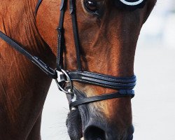 jumper Winchester van de Padenborre (Belgian Warmblood, 1999, from Quidam de Revel)