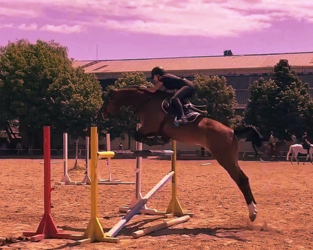 Springpferd Convertino (Deutsches Sportpferd, 2006, von Converter I)