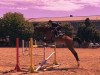 jumper Convertino (German Sport Horse, 2006, from Converter I)