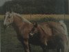 broodmare Paola (Schleswig Heavy Draft, 1975, from Heros)