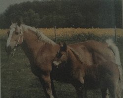 broodmare Paola (Schleswig Heavy Draft, 1975, from Heros)