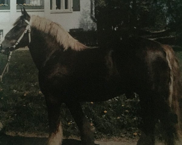 stallion Zorro (Schleswig Heavy Draft, 1982, from Tornado)