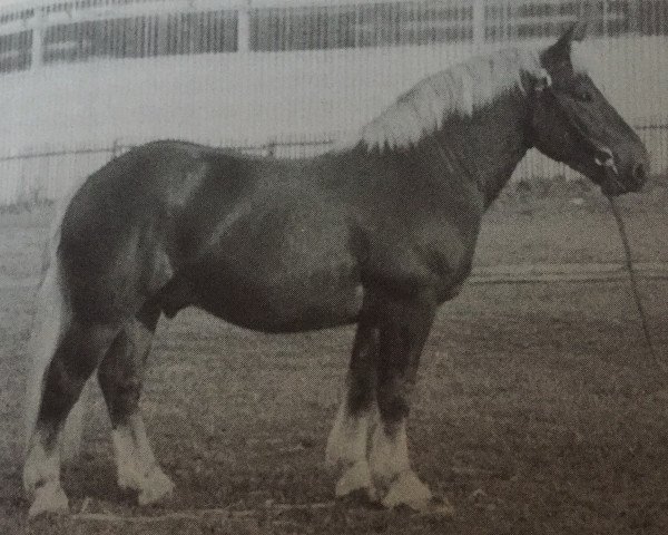 stallion Ziethen (Rhenish-German Cold-Blood, 1960, from Zigeunerbaron)