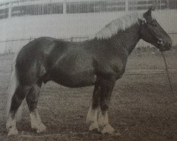 Deckhengst Ziethen (Rheinisch-Deutsches Kaltblut, 1960, von Zigeunerbaron)