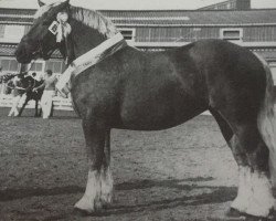 Zuchtstute Tanja (Rheinisch-Deutsches Kaltblut, 1982, von Tornado)