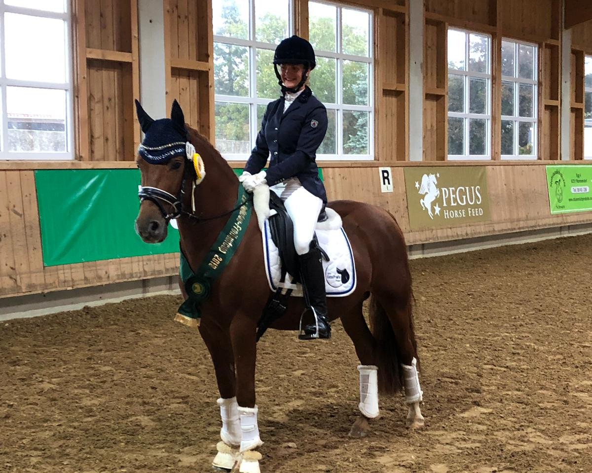 Deckhengst A clever boy (Deutsches Reitpony, 2015, von A new Star II)