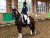 stallion A clever boy (German Riding Pony, 2015, from A new Star II)