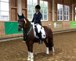 Deckhengst A clever boy (Deutsches Reitpony, 2015, von A new Star II)