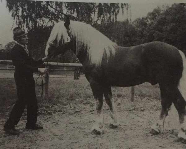 stallion Dinolino (South German draft horse, 1984, from Dirnberg)