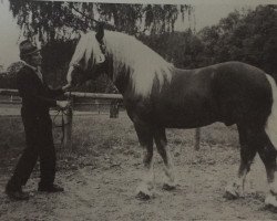 Deckhengst Dinolino (Süddeutsches Kaltblut, 1984, von Dirnberg)