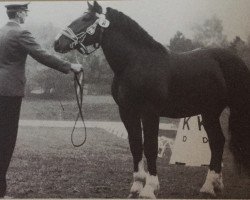 stallion Rauschenbach (South German draft horse, 1984, from Ramsach)