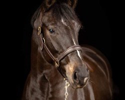 dressage horse Dana 454 (Hanoverian, 2014, from Dancing World)