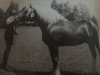 stallion Neran (South German draft horse, 1980, from Negur)