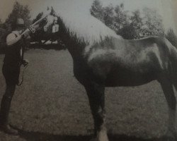 stallion Neran (South German draft horse, 1980, from Negur)