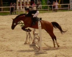 broodmare Dalira 7 (Trakehner, 2007, from Zigeunerheld xx)