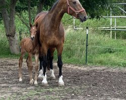 broodmare Pippi Lotta (Westphalian, 2001, from Pilot)