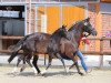 dressage horse Donnerlottchen A (German Riding Pony, 2020, from Darubi Gold)