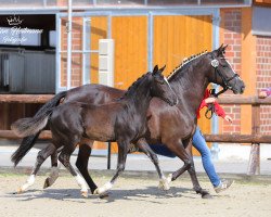 dressage horse Donnerlottchen A (German Riding Pony, 2020, from Darubi Gold)