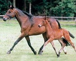 broodmare Rumirell (Oldenburg, 1990, from Grundstein II)