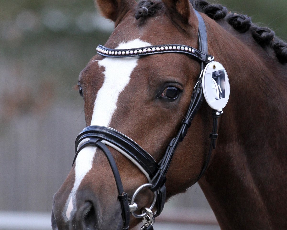 dressage horse LKS Carl Clawitter (German Riding Pony, 2015, from Calido G)