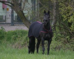 broodmare Rogalla II (Trakehner, 2005, from Spirding)