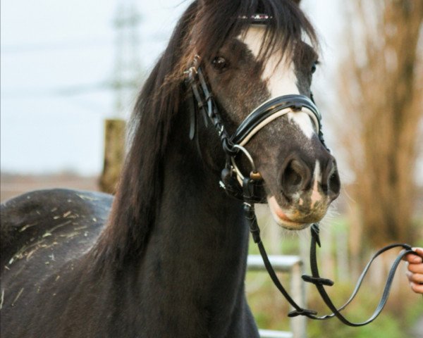 broodmare Daisy (German Riding Pony, 2015, from Da Vinci Hs)