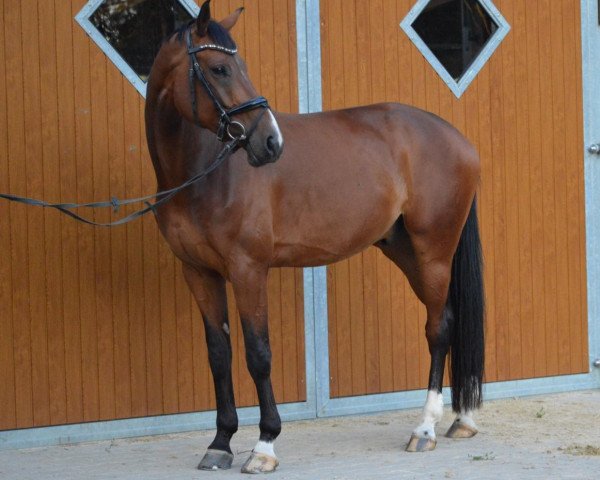 dressage horse Amio 3 (Oldenburg, 2014, from Ampère)