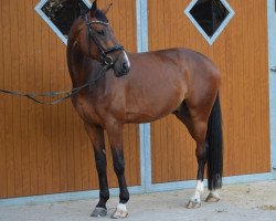 dressage horse Amio 3 (Oldenburg, 2014, from Ampère)