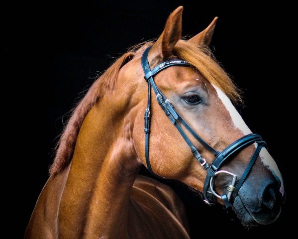 dressage horse Cellescool (German Sport Horse, 2012, from Cellestial)
