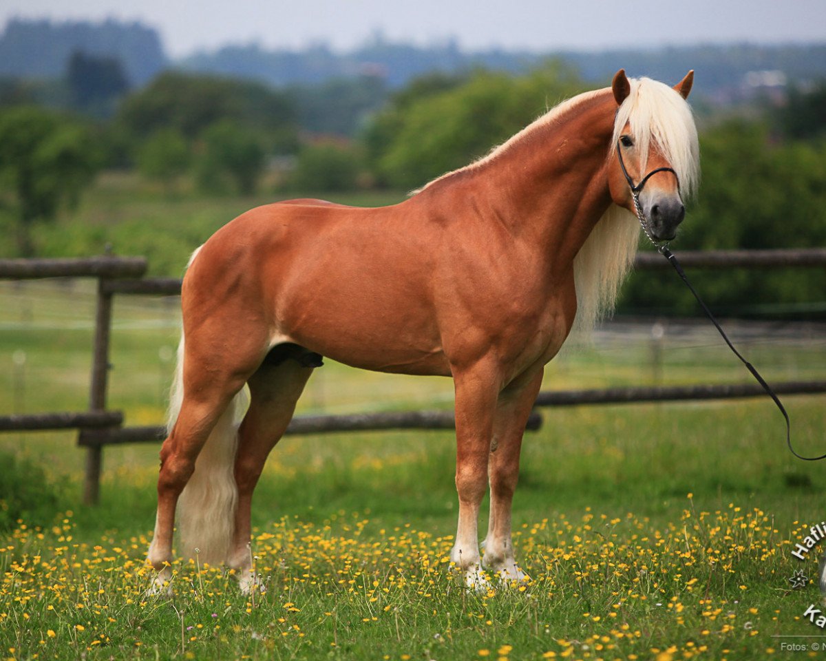 Pferd Blickfang (Haflinger, 2009, von Bergdorf)