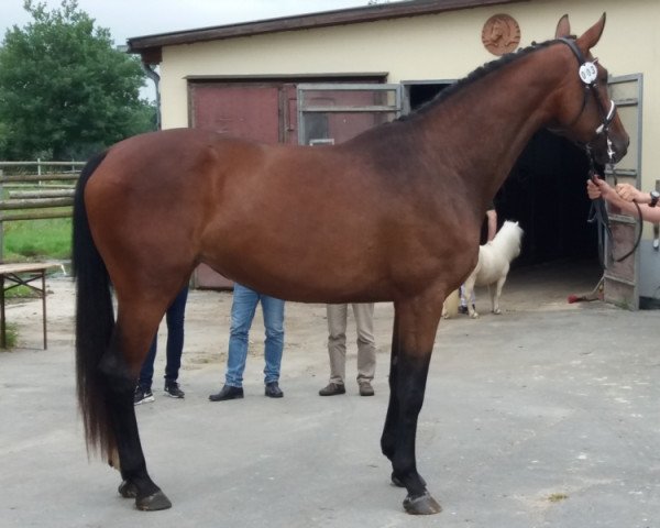 jumper Giuliana Couleur H (German Sport Horse, 2014, from Graf Rubin)