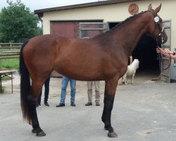 Springpferd Giuliana Couleur H (Deutsches Sportpferd, 2014, von Graf Rubin)