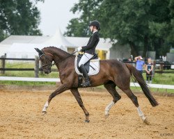 dressage horse Belissima La Bonasse (Oldenburg, 2013, from Belissimo NRW)