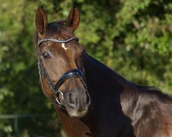 horse Bounty 239 (Hanoverian, 2007, from Brentano II)