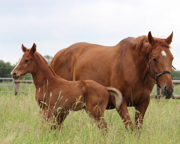 broodmare Luna (Hanoverian, 2008, from Lauries Crusador xx)