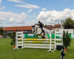 jumper Asante 2 (Swiss Warmblood, 2007, from Alabaster)