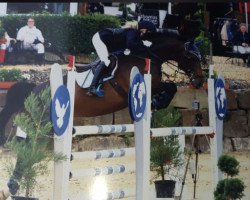 jumper Ginevra 8 (Oldenburg show jumper, 2010, from Gabbiano 9)