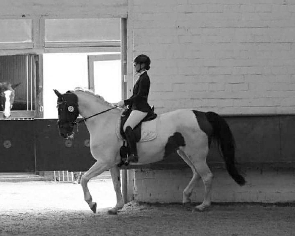 dressage horse Isabel 25 (German Warmblood, 2005)