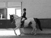 dressage horse Isabel 25 (German Warmblood, 2005)