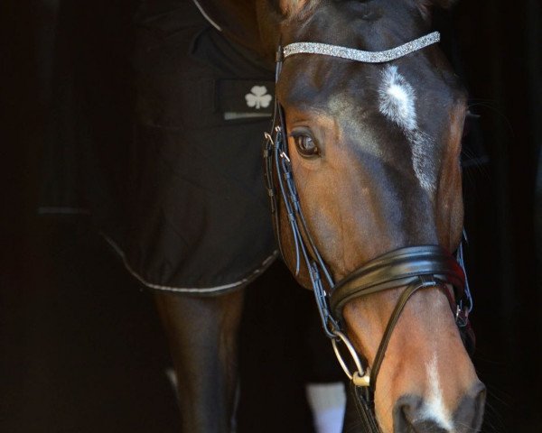 dressage horse Berney 3 (Rhinelander, 2011, from Boston)