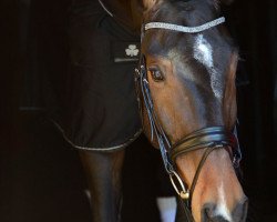 dressage horse Berney 3 (Rhinelander, 2011, from Boston)