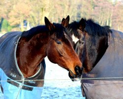 broodmare Helvetia (Hanoverian, 2009, from Hochadel)