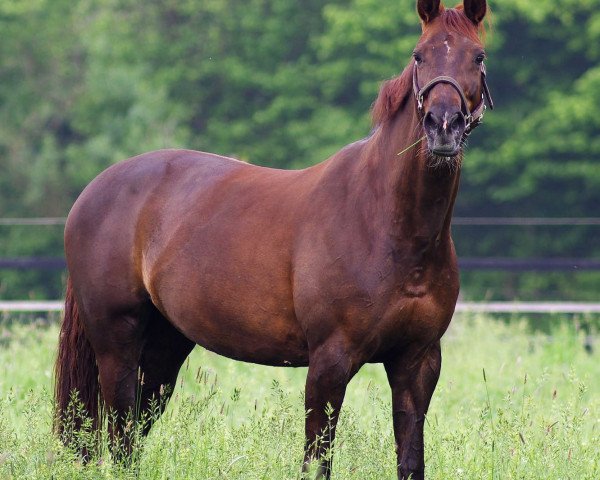 broodmare Fille du Soleil (Hanoverian, 2003, from Falsterbo)