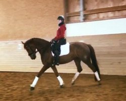 dressage horse Joyful 5 (Rhinelander, 2011, from Jazz Rubin)